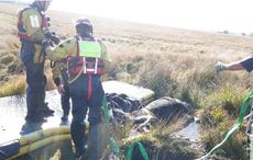 horse trapped in bog