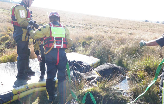 horse trapped in bog