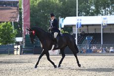 Forgeland Hyde Park has been very successful in the hack ranks at Windsor