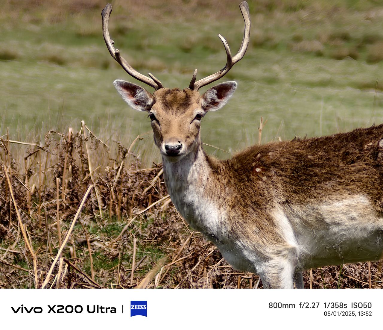Deer in a field