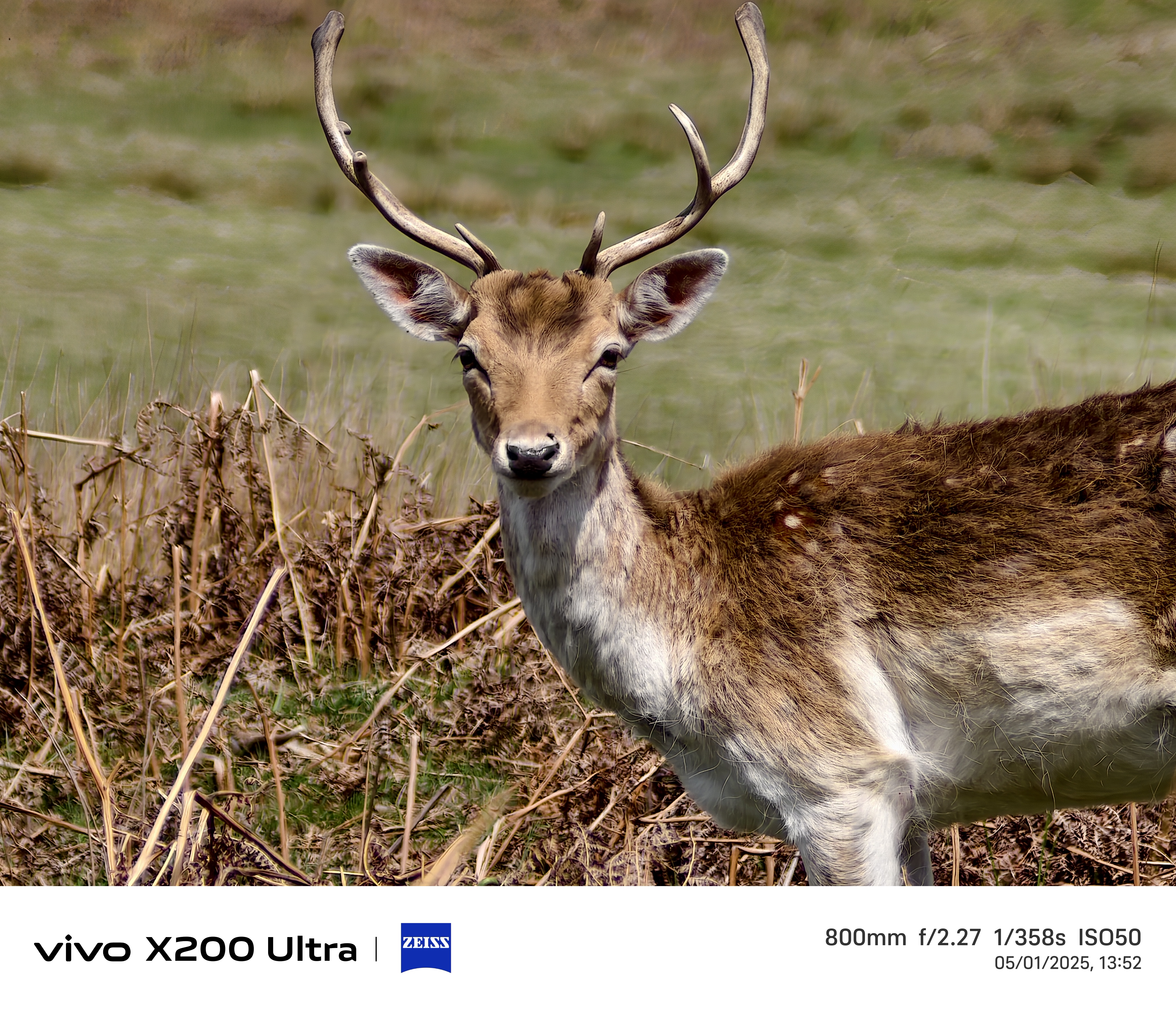 Deer in a field