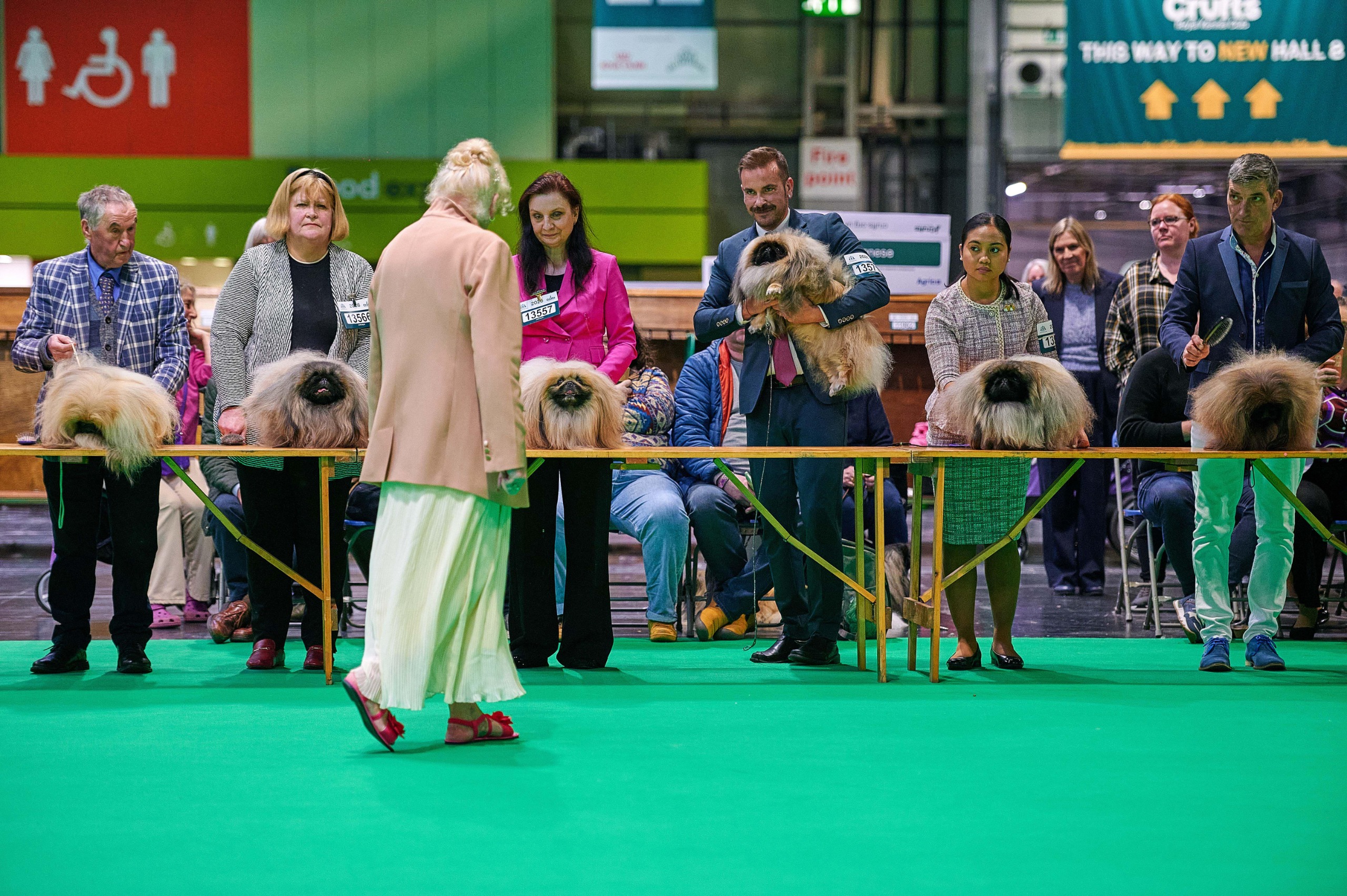 A Crufts judge examines six Pekingese dogs that are standing on a long trestle table