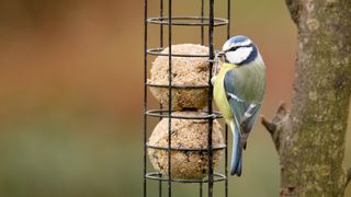 What to feed birds