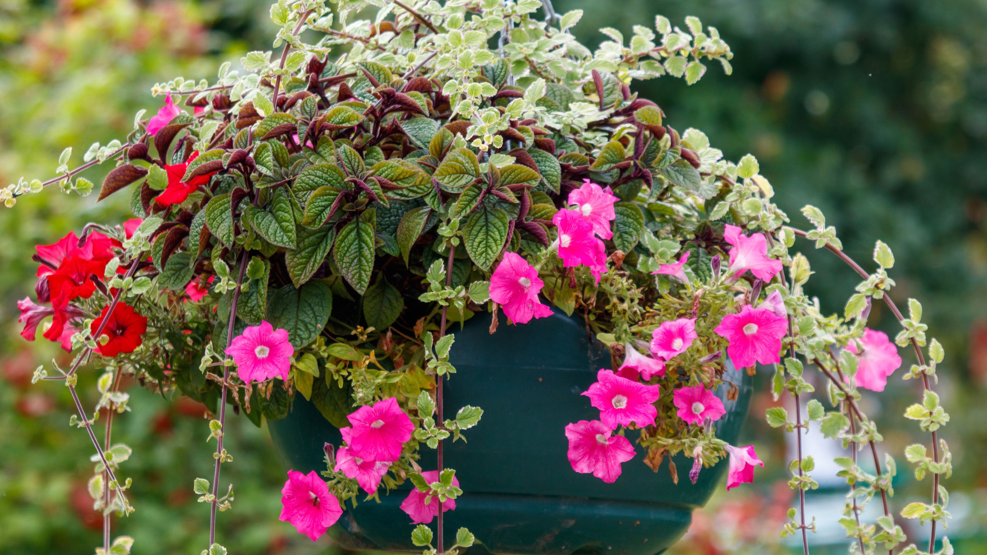 hanging basket with trailing plants
