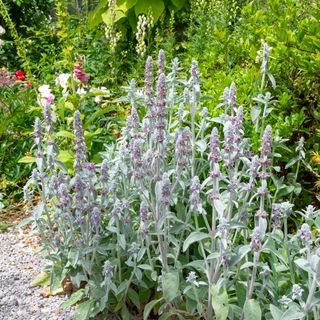 Lambs ear in bloom with purple flowers