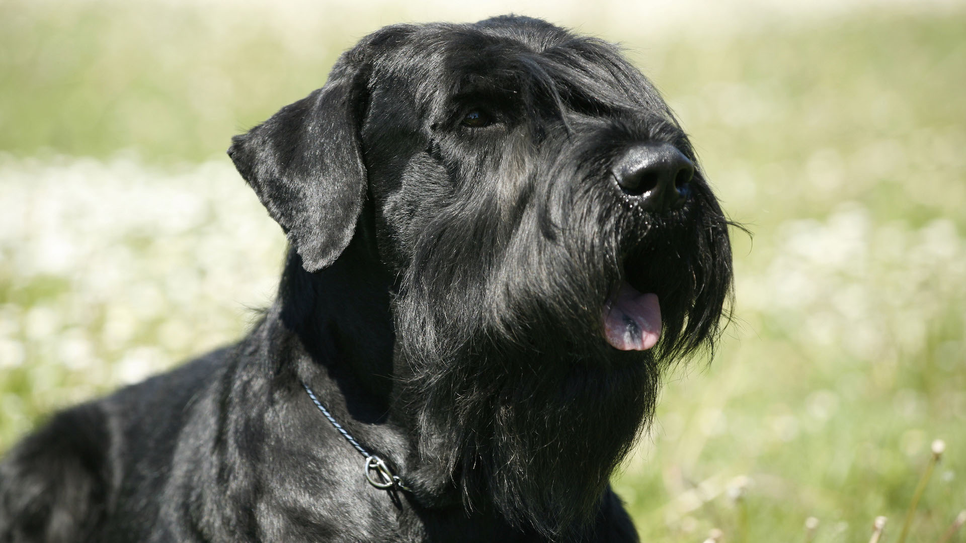 Giant schnauzer, black