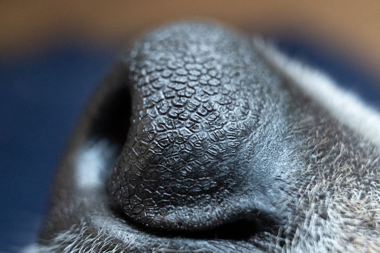 the texture of a dog's nose