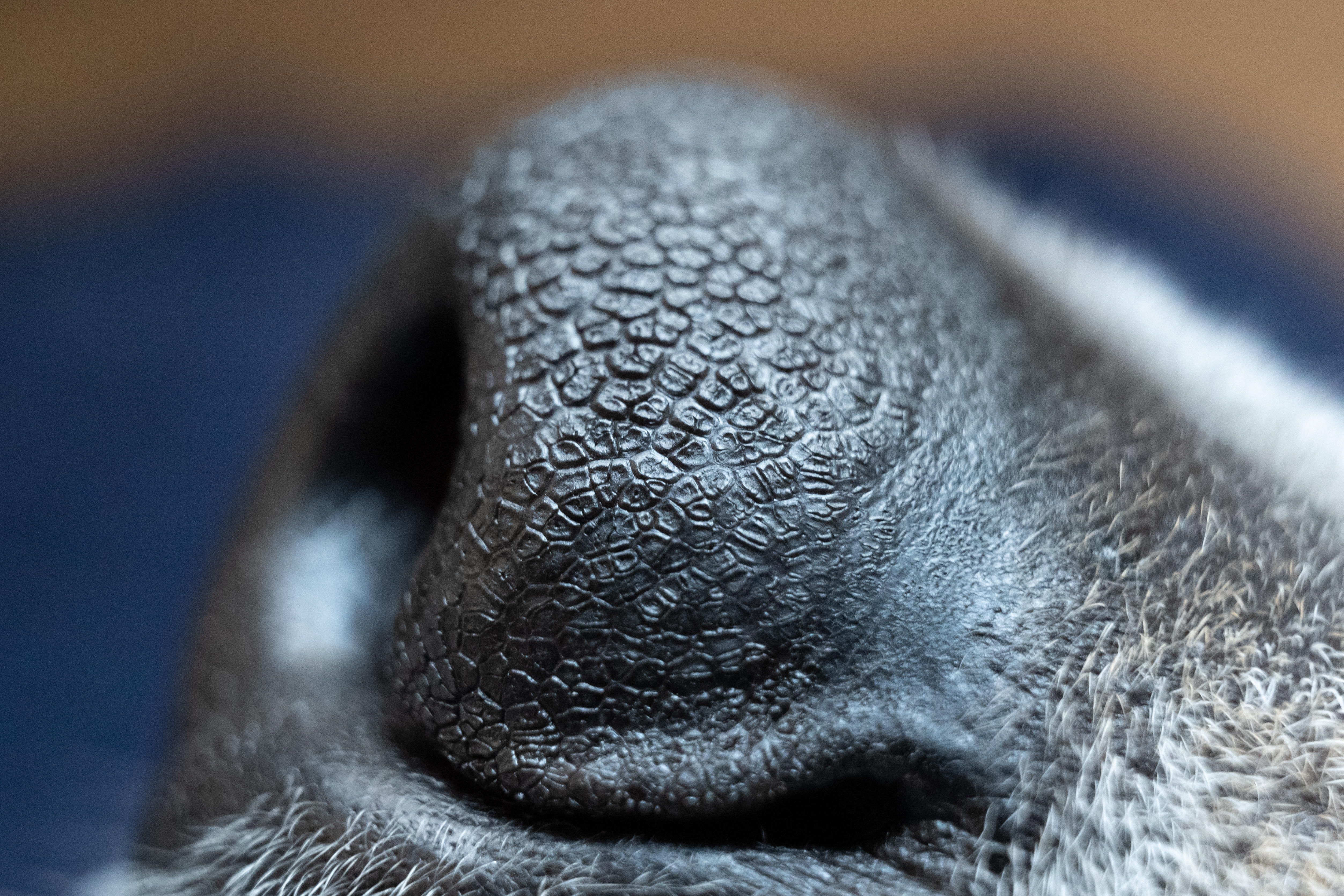the texture of a dog's nose
