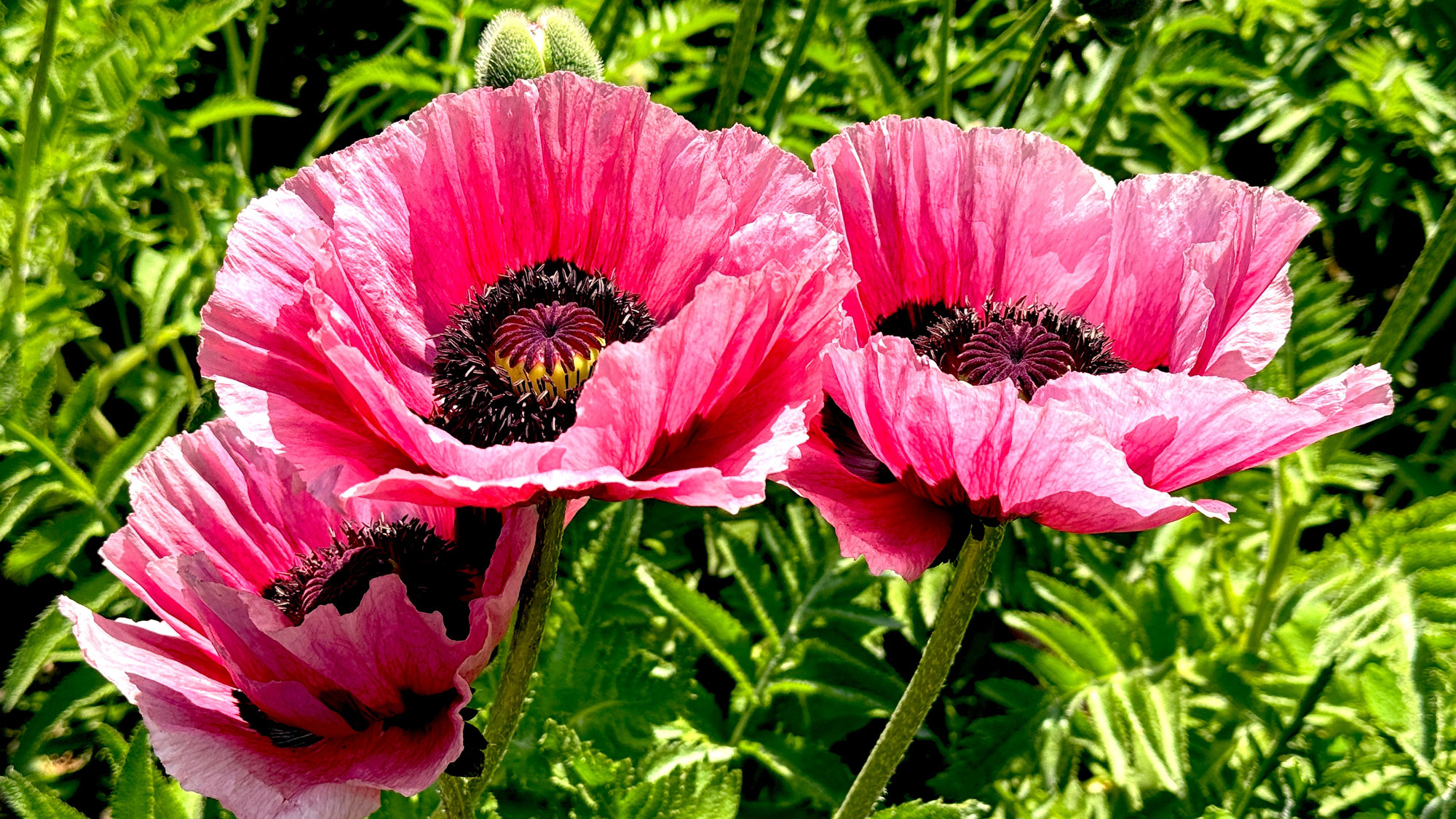Oriental poppies with red-pink petals