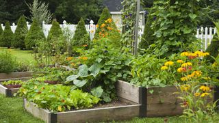 A beautiful raised bed vegetable garden with trellises