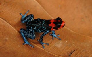 amazon-poison-frog-101026-02