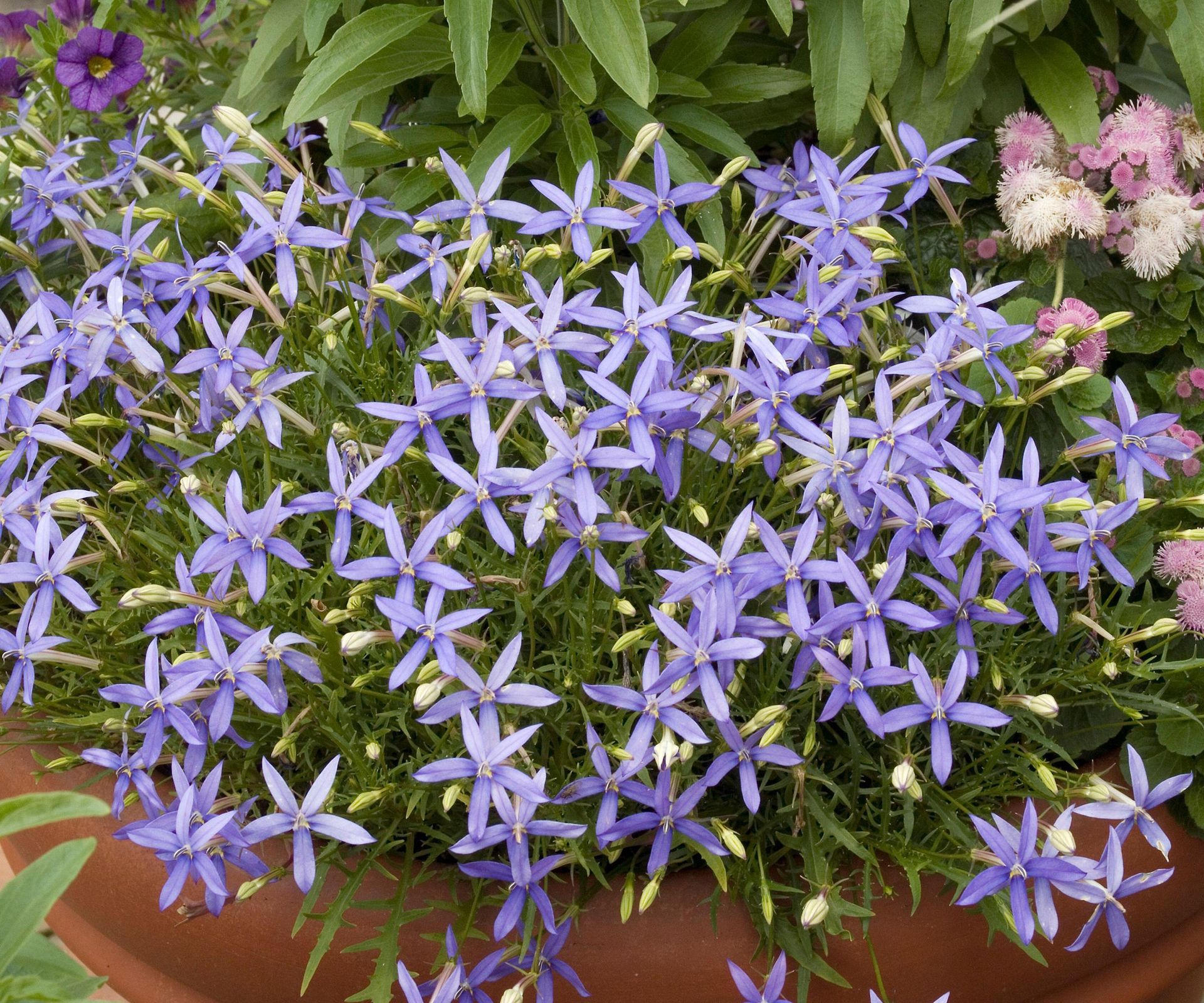 Discover some of the best plants to sow in December