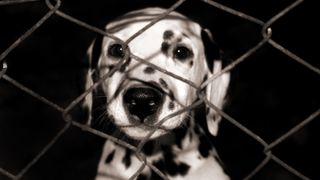Dalmatian dog behind wire fence