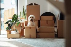 Dog with packing boxes