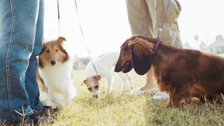 Shetland Sheepdog