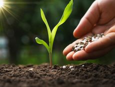 Hand Placing Fertilizer On A Sprouting Seedling In Soil