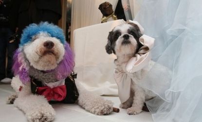 Chilly Pasternak (left) and Baby Hope Diamond (right) tied the knot in New York with the most expensive pet wedding to date, the ceremony was officiated by Triumph the Insult Comic Dog. 