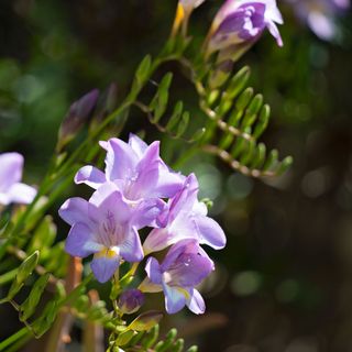 Close up of purple freesia flowers