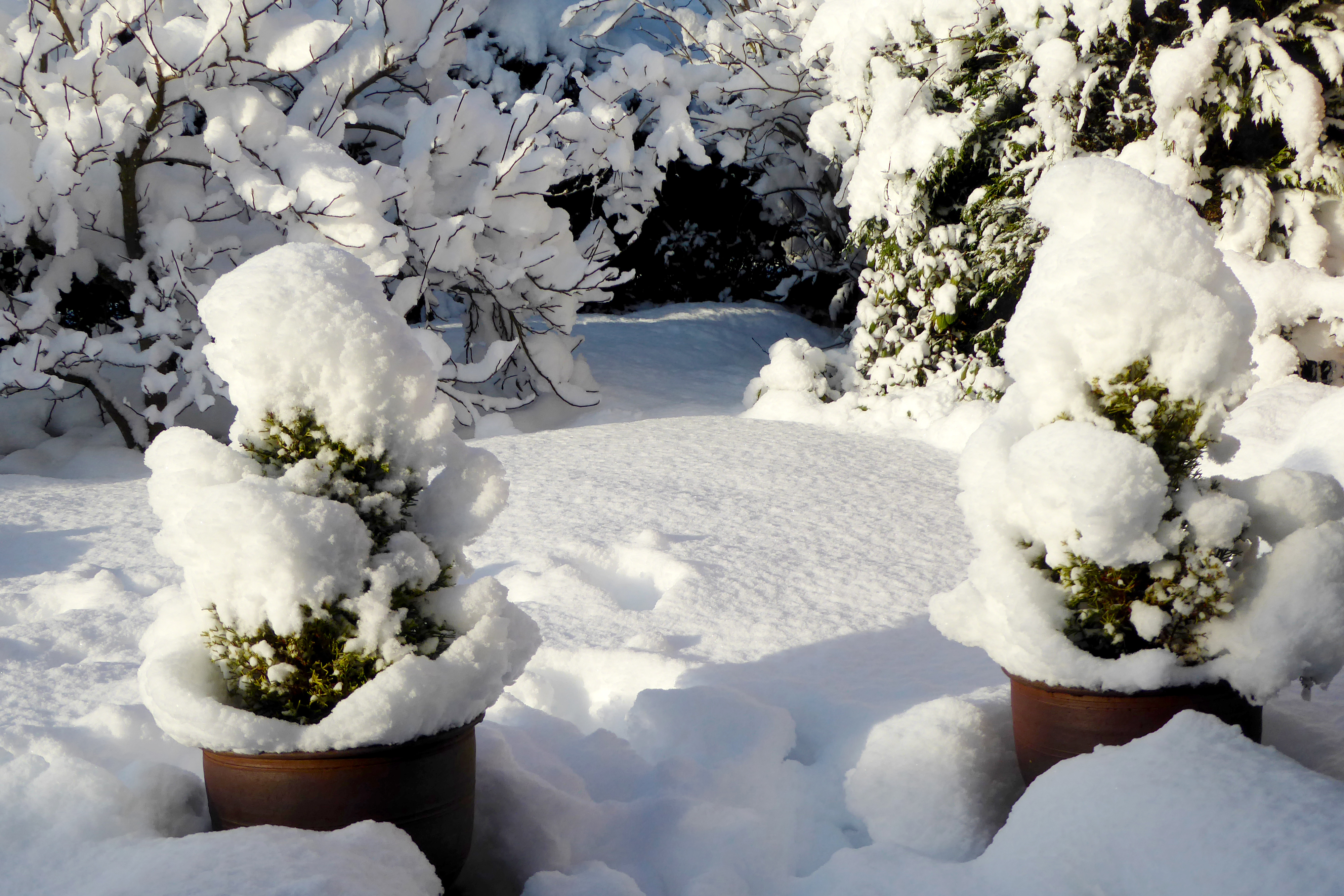 large planters with tree shrubs deep in snow drift outside in winter with deep blue sky