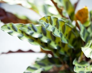 Close-up view of a potted Rattlesnake Calathea, a plant native to the Brazilian rainforest