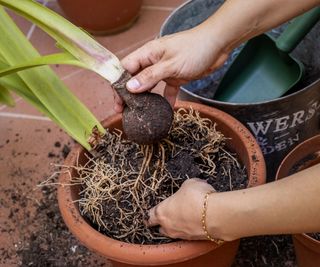 Hands separating amaryllis bulbs in a pot