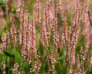 Light pink clustered flowers of Persicaria 'Rosea'