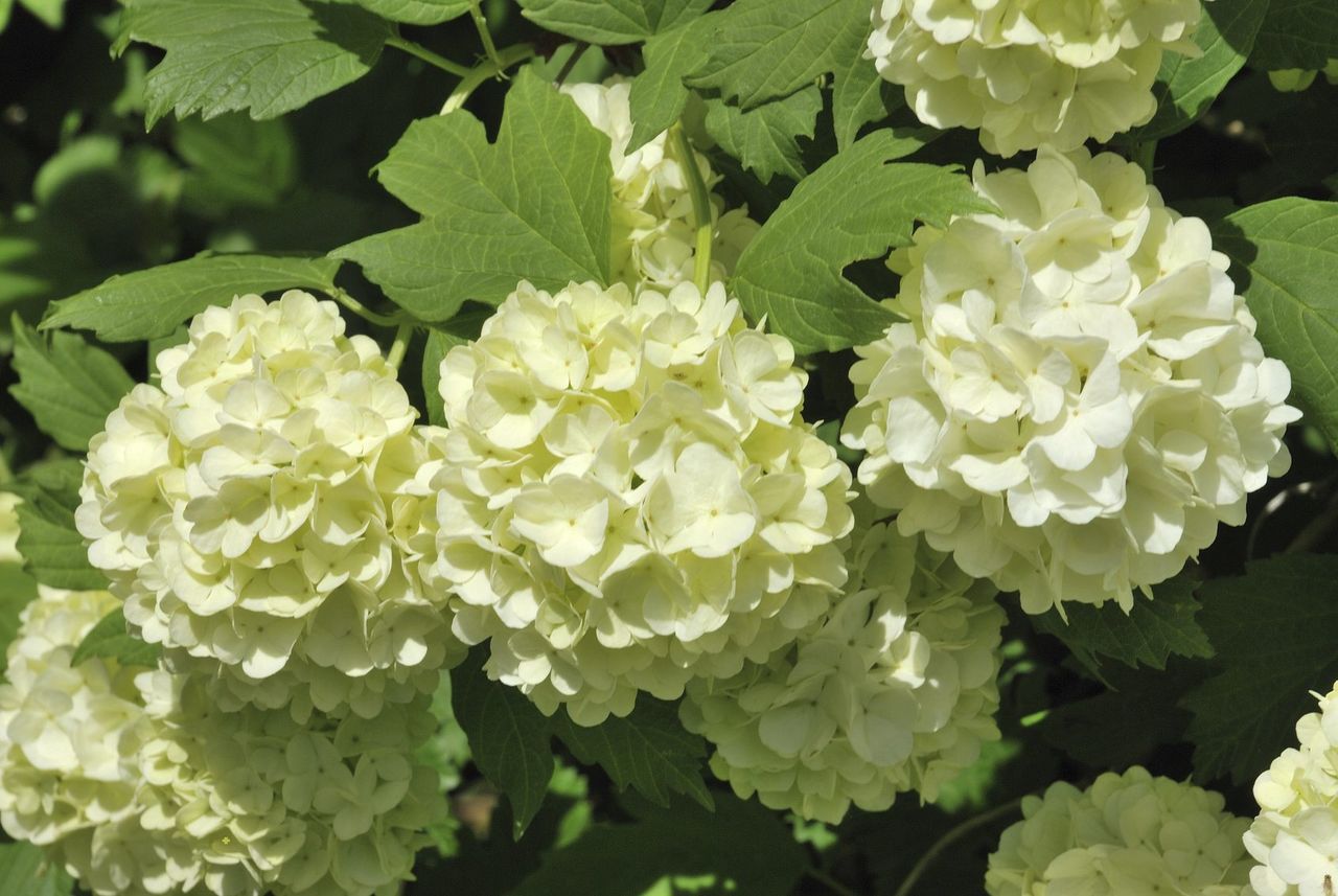 snowball viburnum