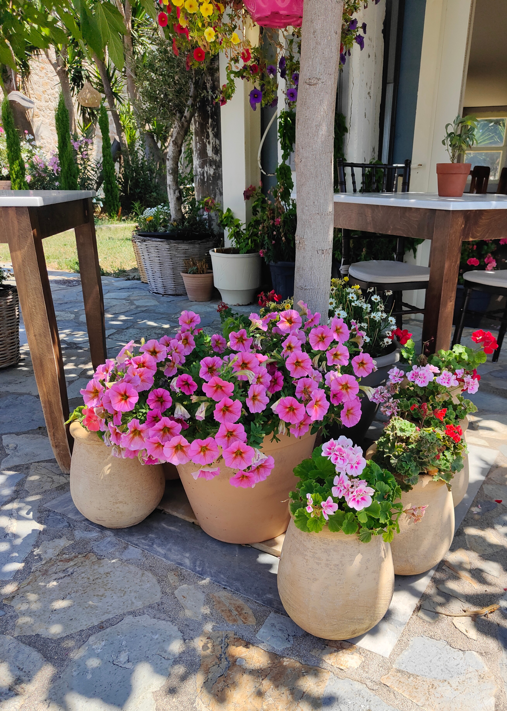A group of potted flowers in earthen terracotta planters