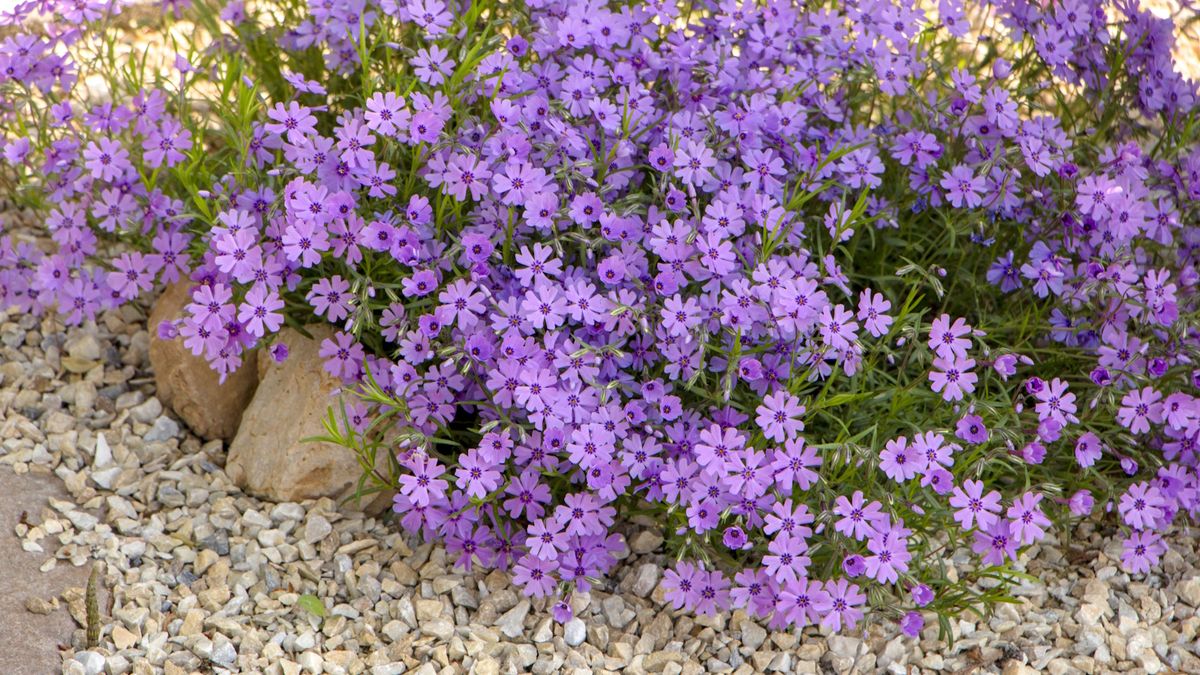 Best Ground Cover Plants 12 Options For Flowers And Foliage Homes And Gardens