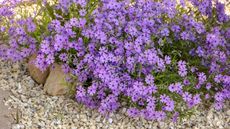 Purple creeping phlox on flower bed and gravel