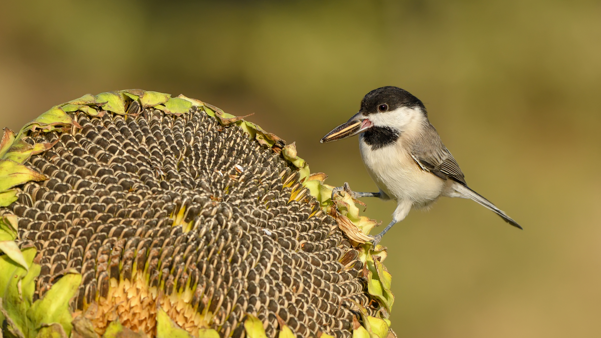 small bird with a seed in its beak standing on a sunflower seed head