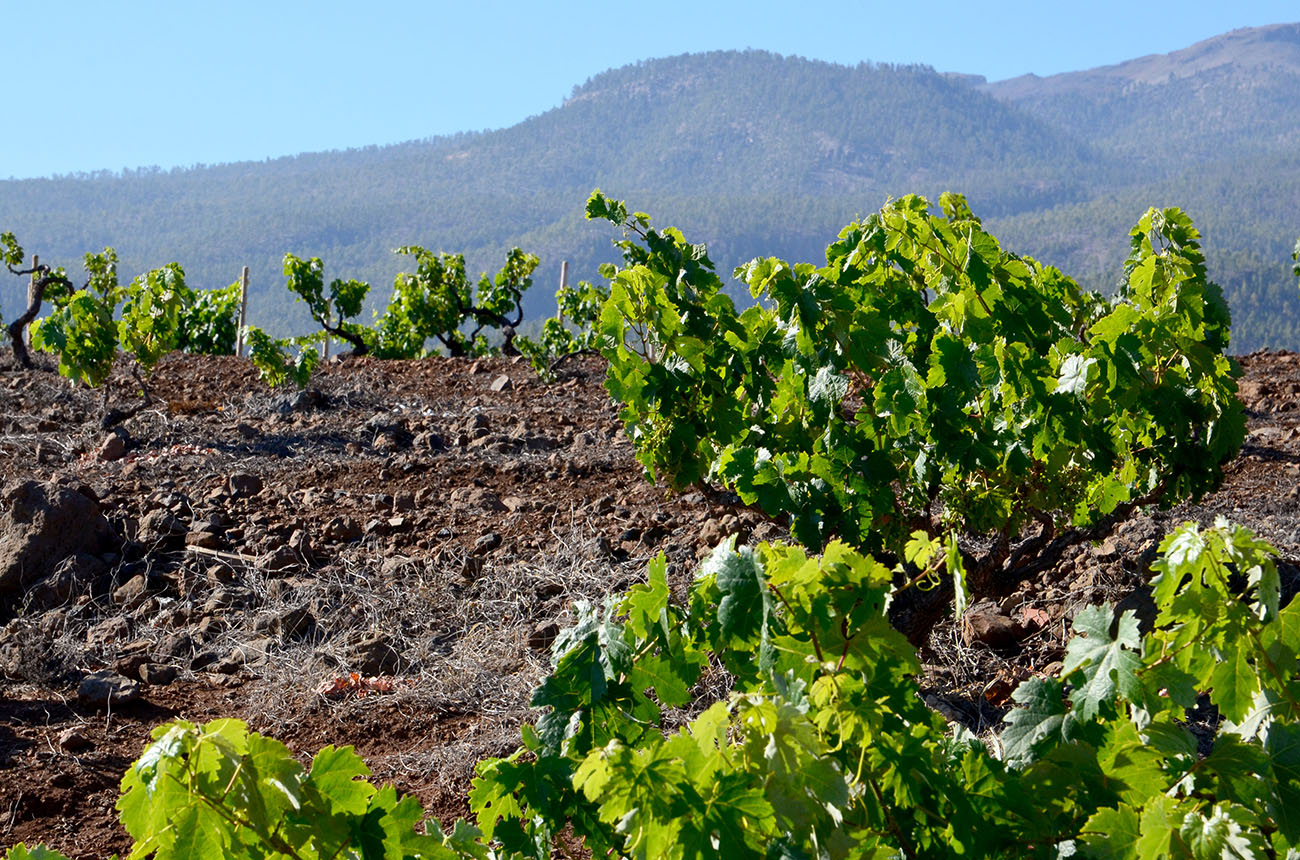 Tenerife vineyard