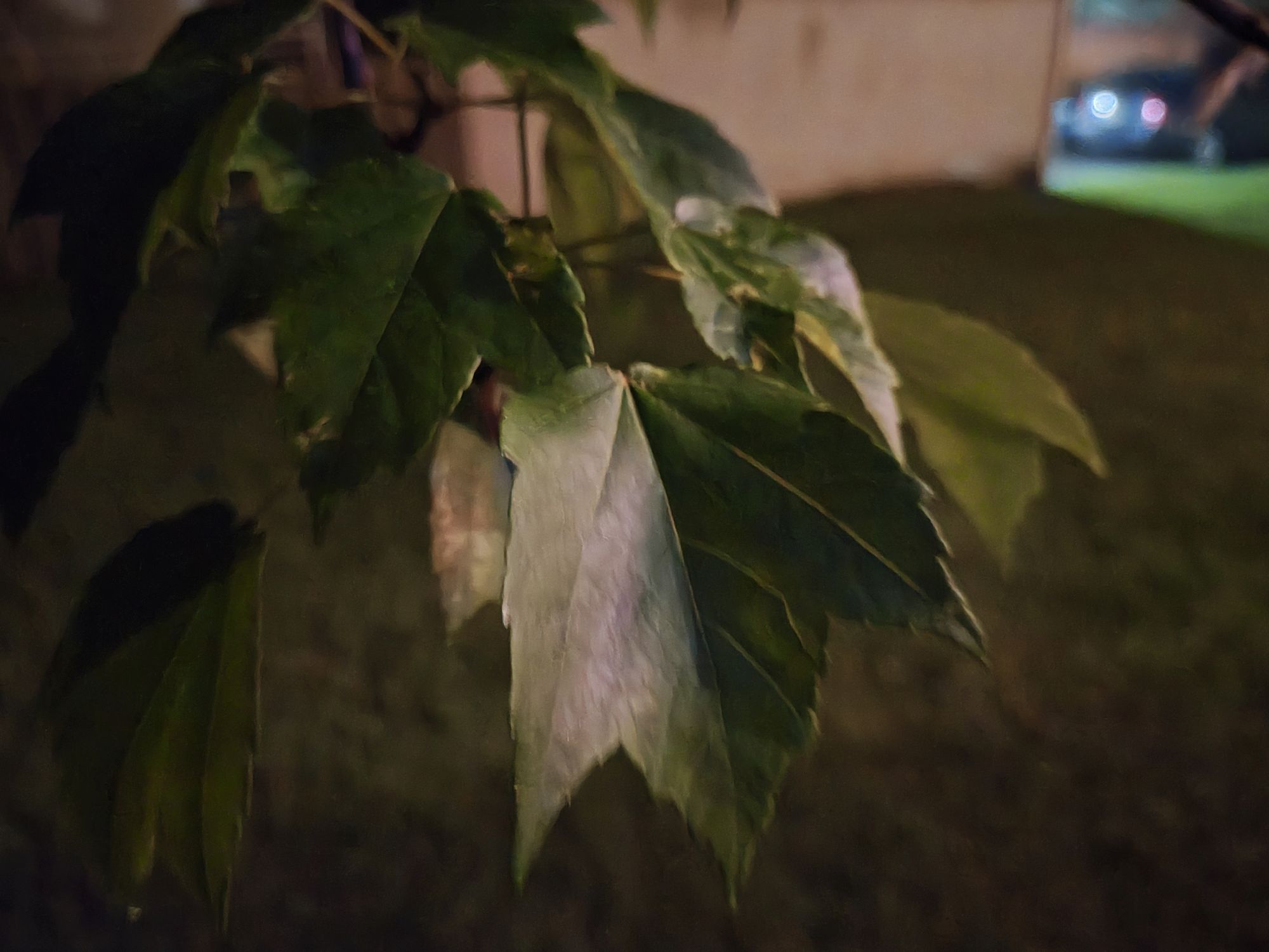 Motorola Razr Plus 2024 low light sample.