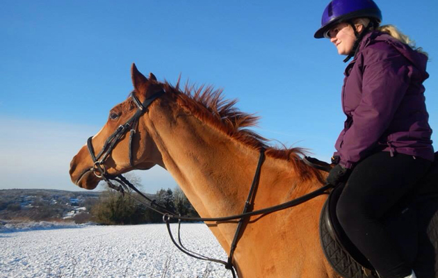 Horses in the snow