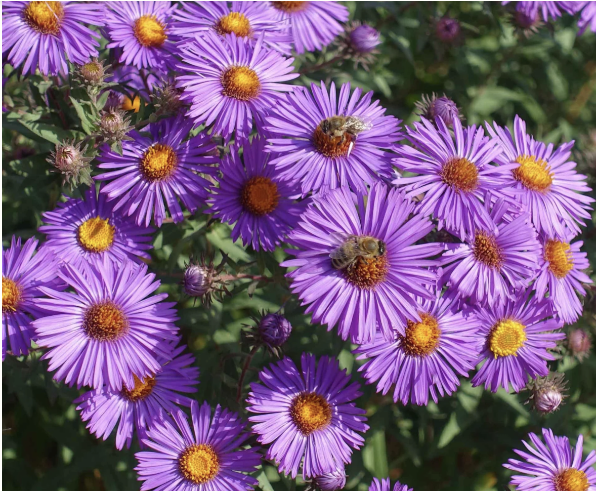 new england asters