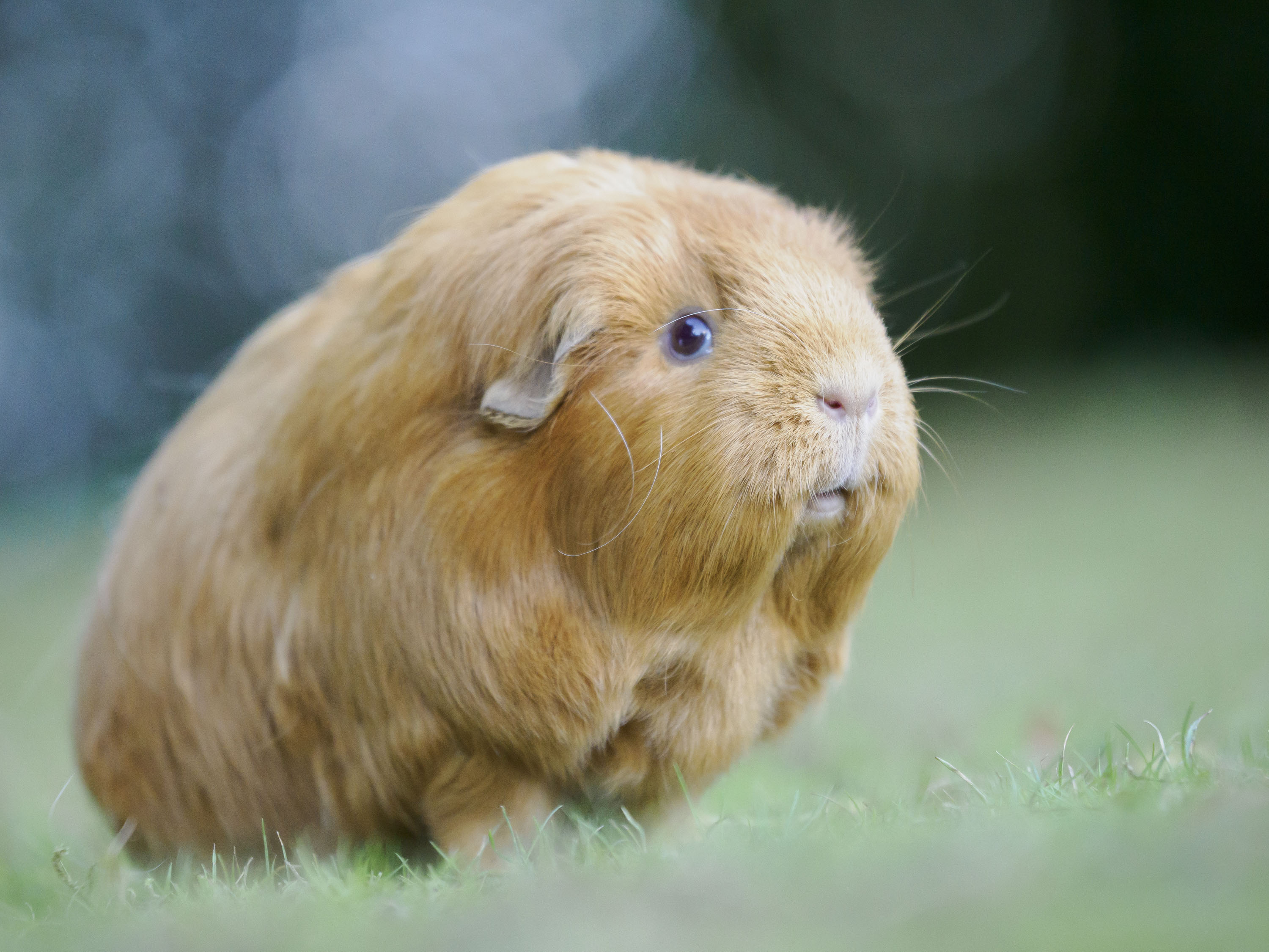 OM System 50-200mm F2.8 sample gallery: guinea pig on a lawn