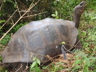 C. becki tortoises are native to Isabela Island in the Galapagos chain and have more domed-shape shells.