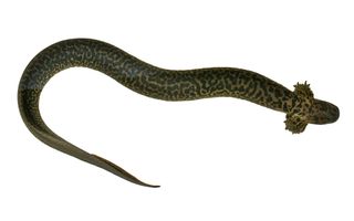 Patterns of dark spots on the reticulated siren's back inspired the animal's previous common name of "leopard eel," though it is "neither a leopard nor an eel," according to the study authors.