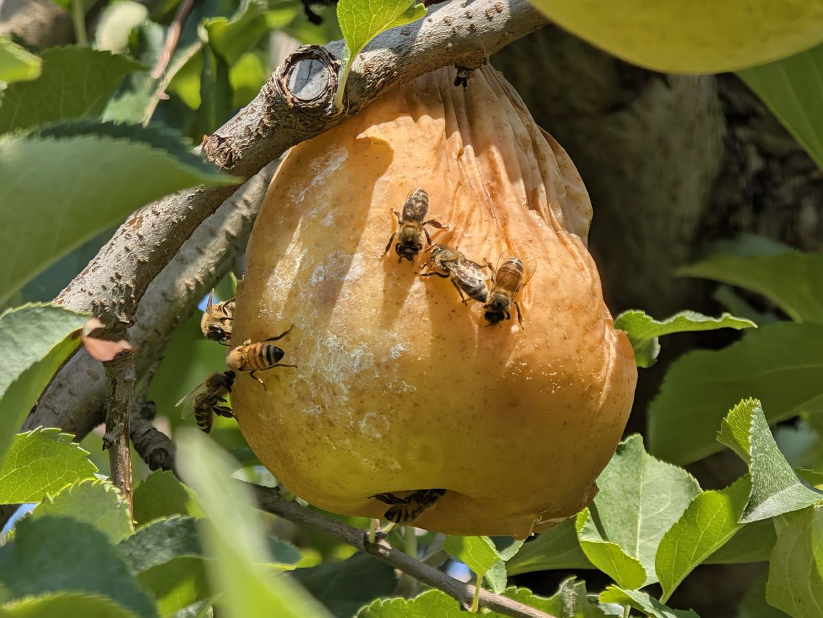 A 10x zoom photo sample of an apple covered in bees, taken with a Google Pixel 11 Pro