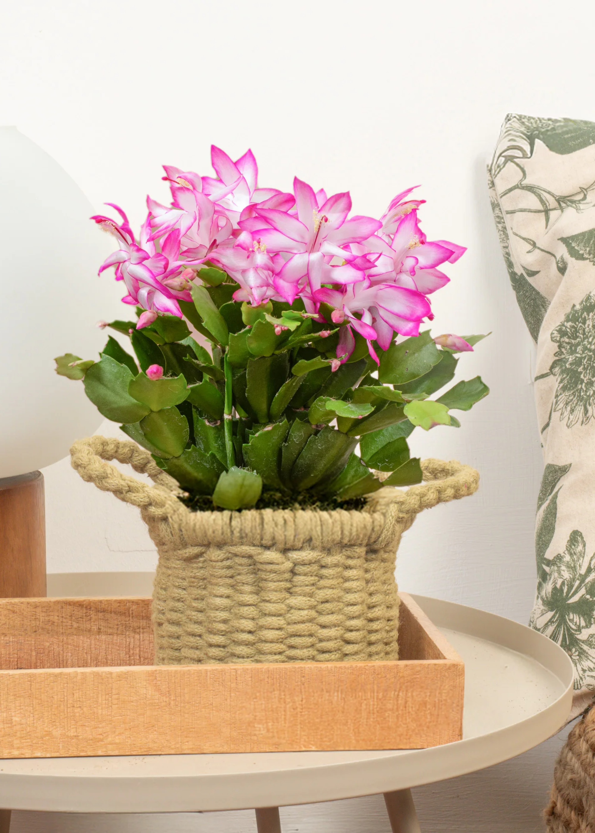 A pink Christmas cactus in a woven basket planter on a tray beside a table lamp