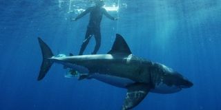 discovery shark week