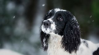 A spaniel in the snow on a cold day. Outdoor photo