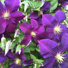 clematis plant with large rich purple flowers