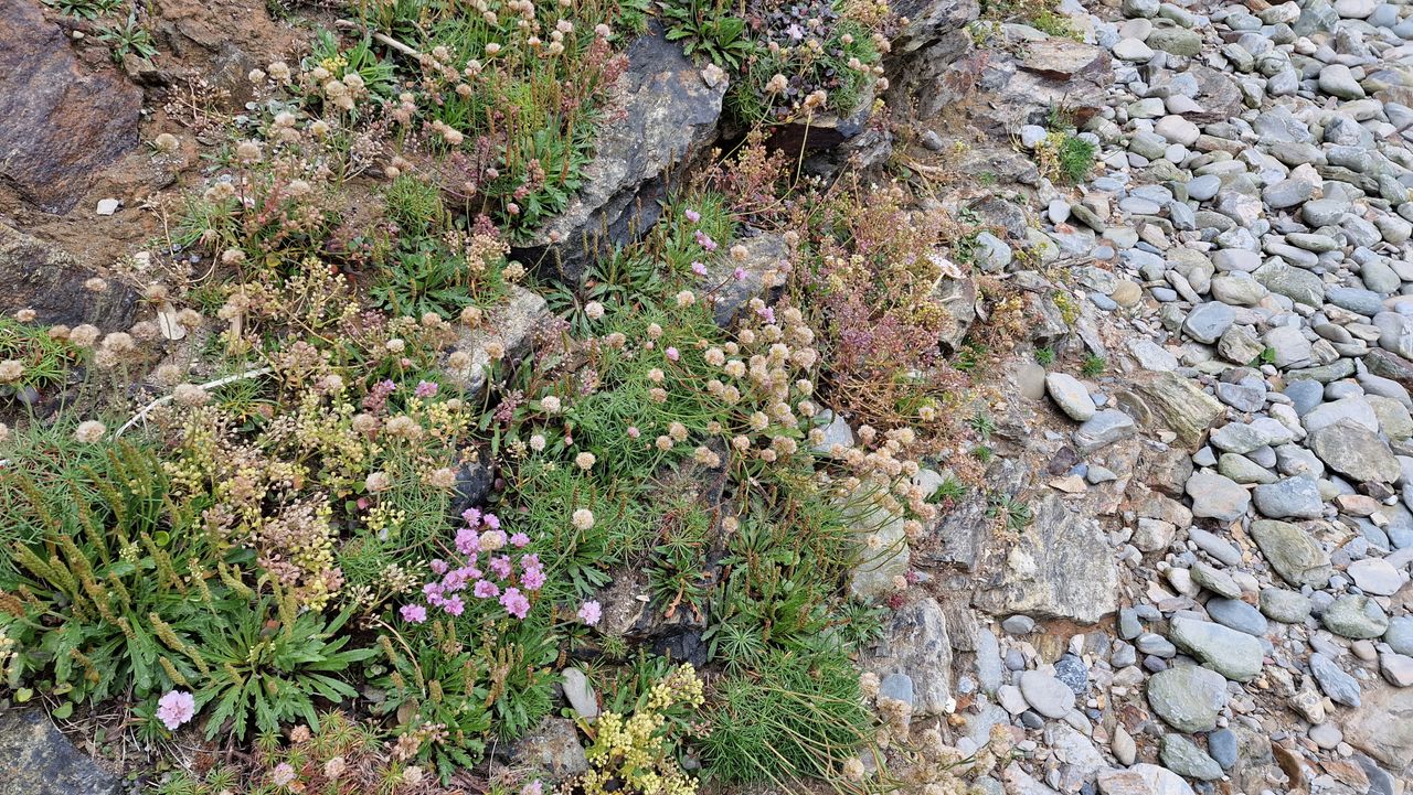 Samsung Galaxy S22 Ultra sample shot of wild flowers