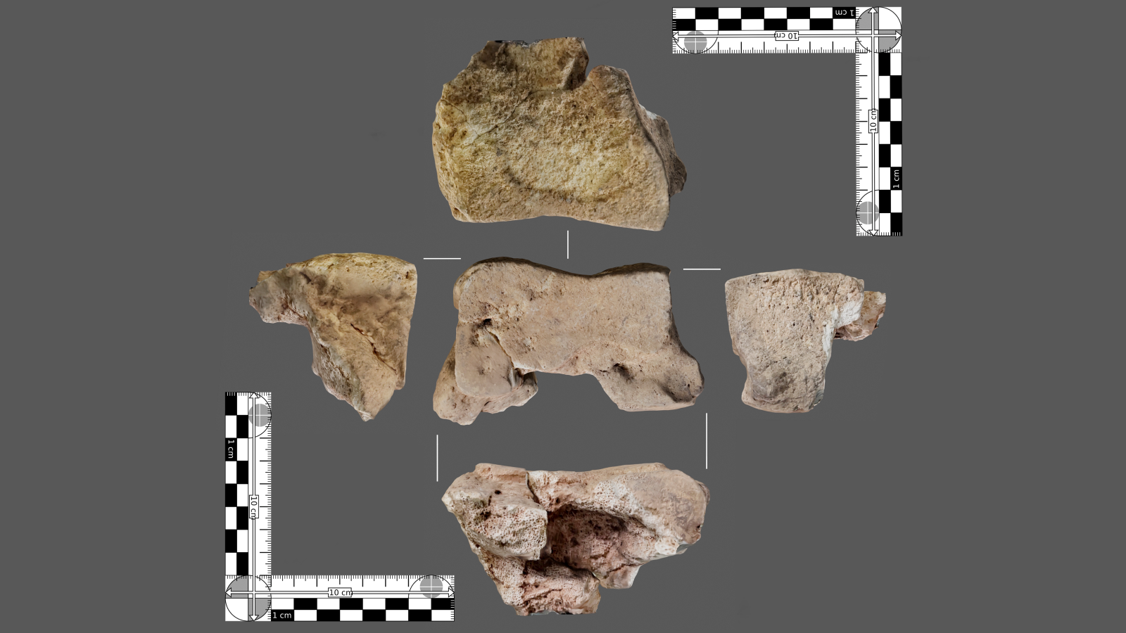 5 fragments of the the roughly baseball-size bone laid out on a gray background.
