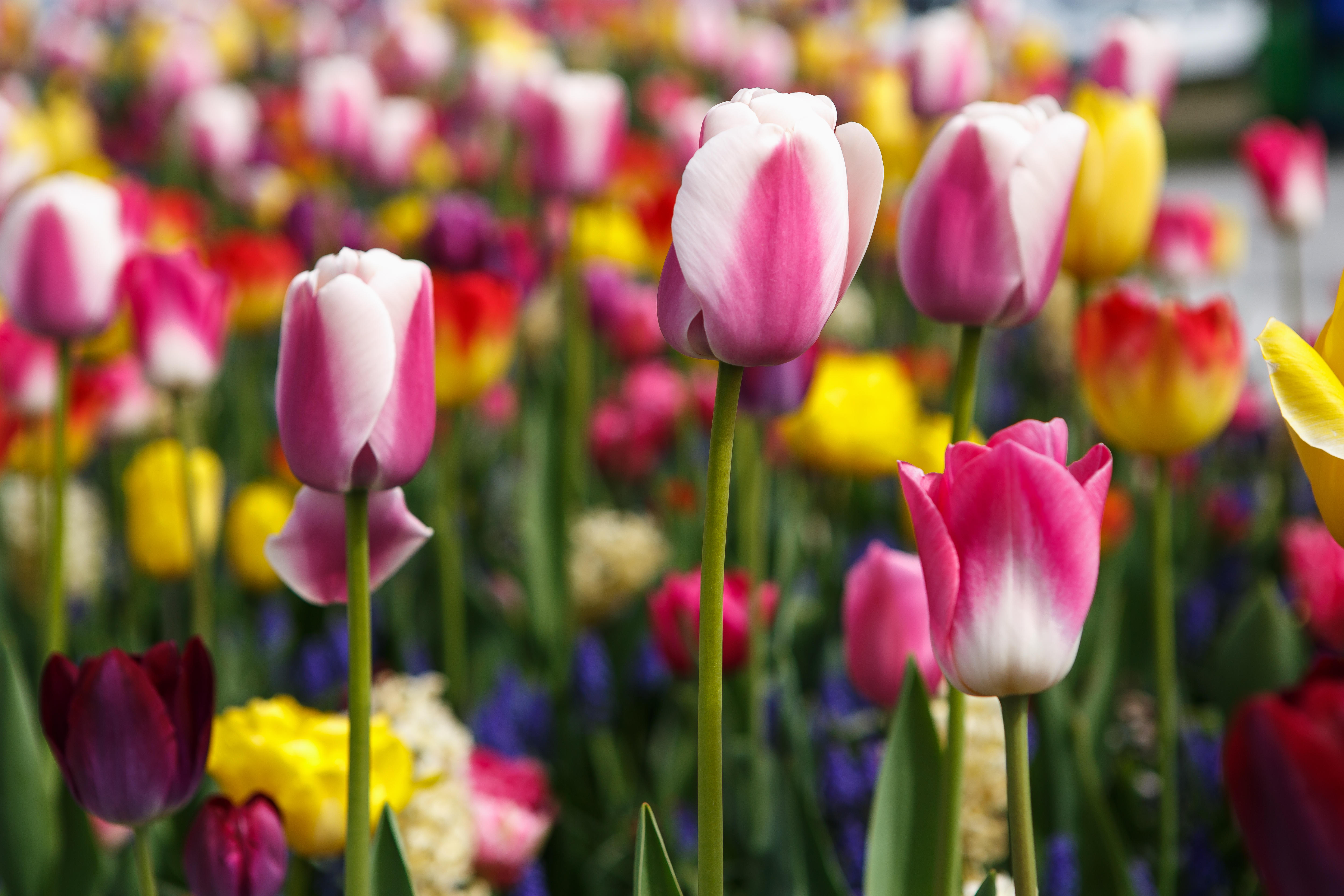 Tulip flowers bloom in a spring garden.