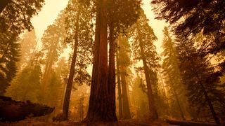 A photo showing a forest of trees in orange, hazy wildfire light