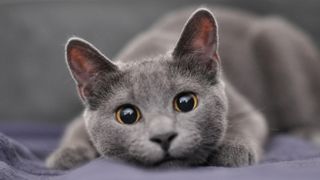 Russian Blue cat looking directly at camera
