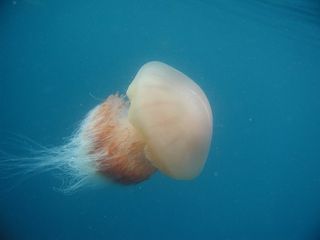 Nomura's Jellyfish