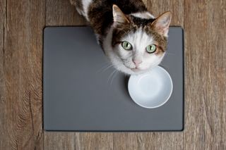 Cat sitting next an empty food dish, looking up at the camera.